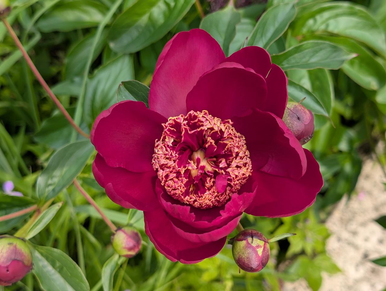 Foto einer dunkelroten Pfingstrosenblüte.
