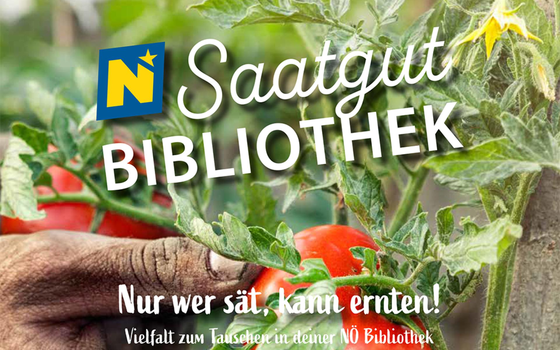 Werbeposter für die Saatgutbibliothek NÖ mit Tomatenpflanze