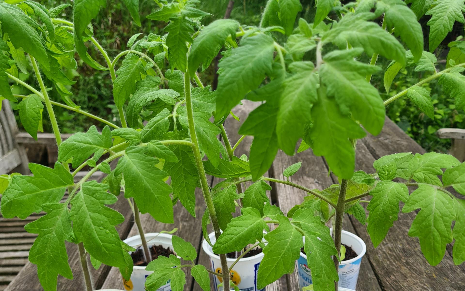 Jungpflanzen