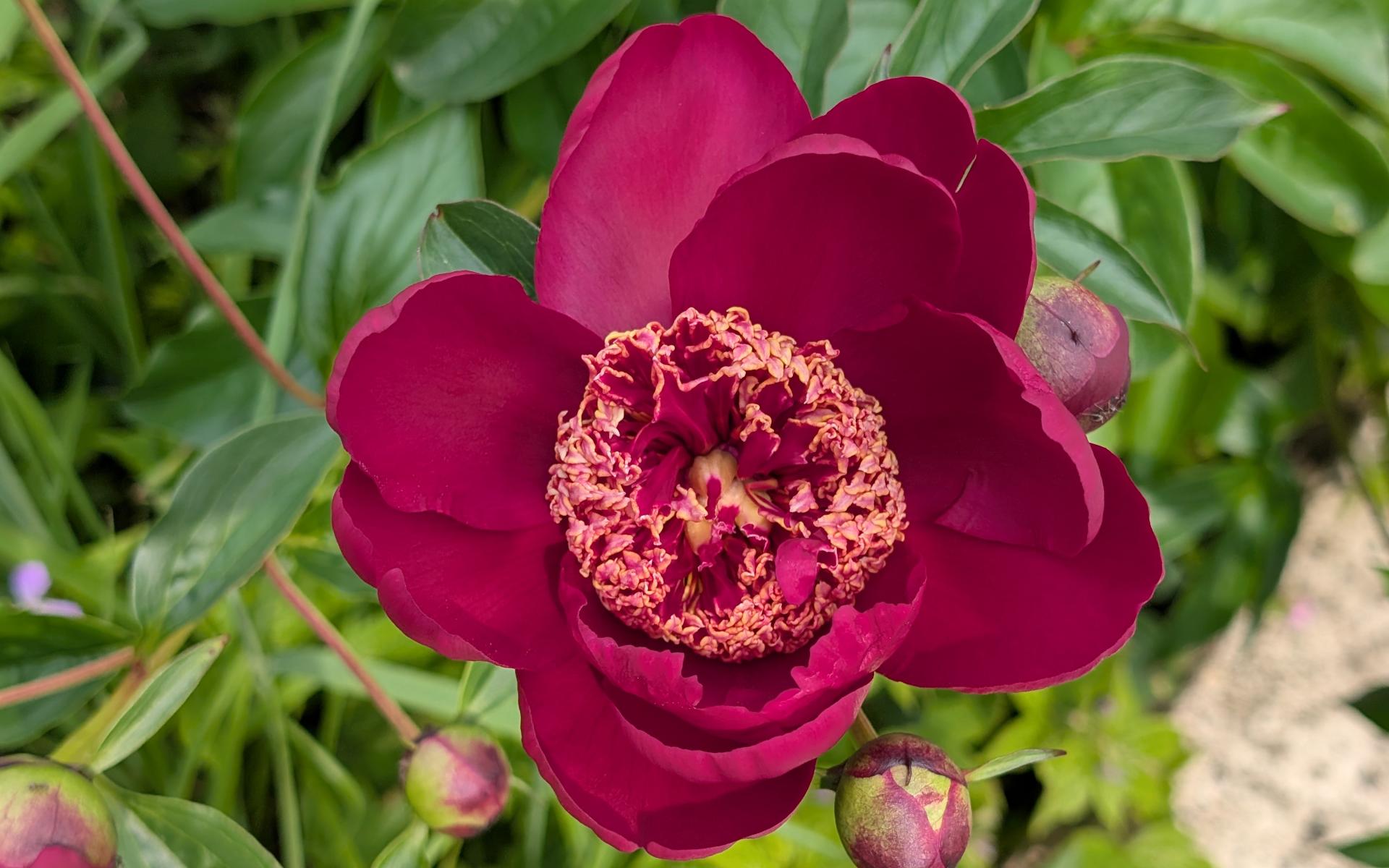 Foto einer dunkelroten Pfingstrosenblüte.