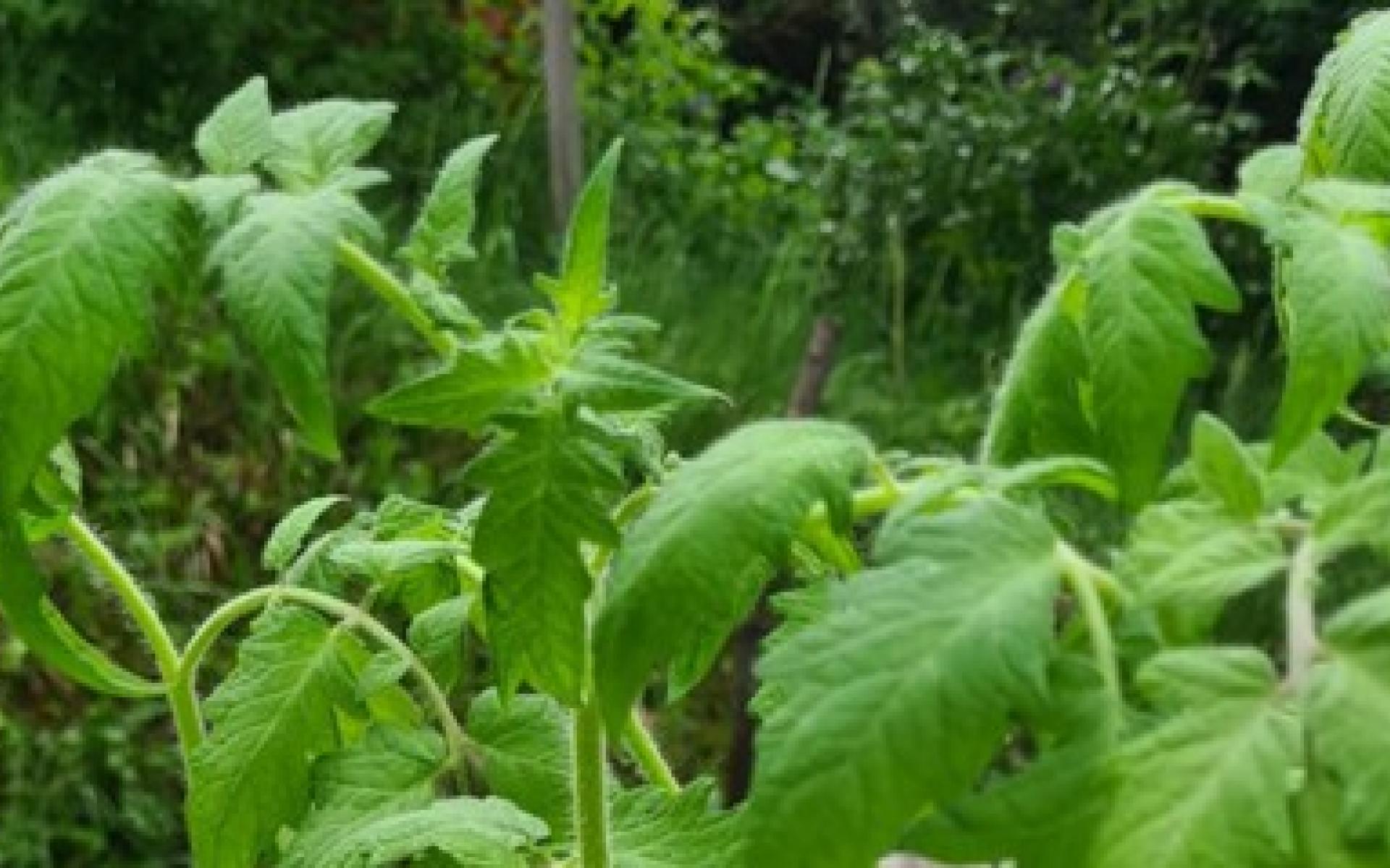 Tomatenpflanzen