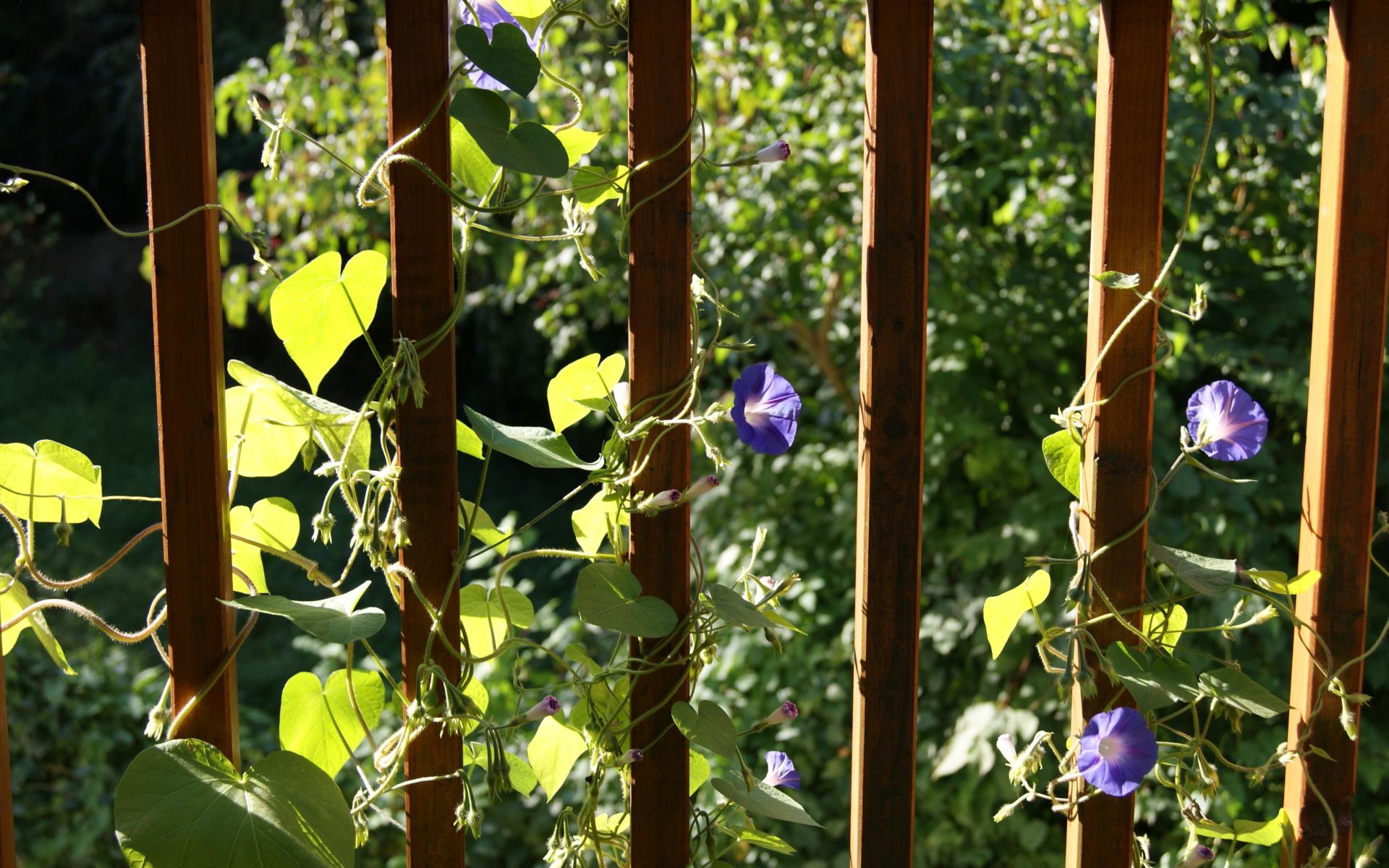 Sommerblumen