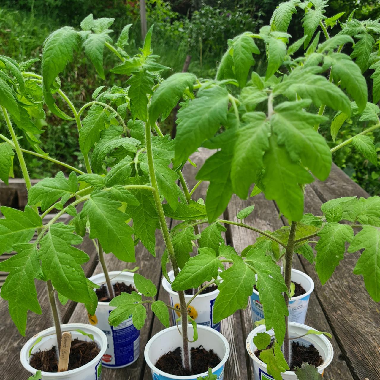 Jungpflanzen