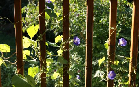 Sommerblumen