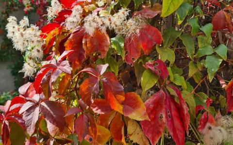 bunte Herbstblätter in der Sonne